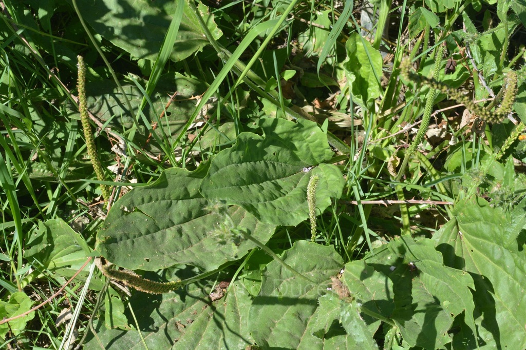 Grand plantain - Phytotype - 2