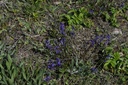 Polygala  - Phytotype - 2