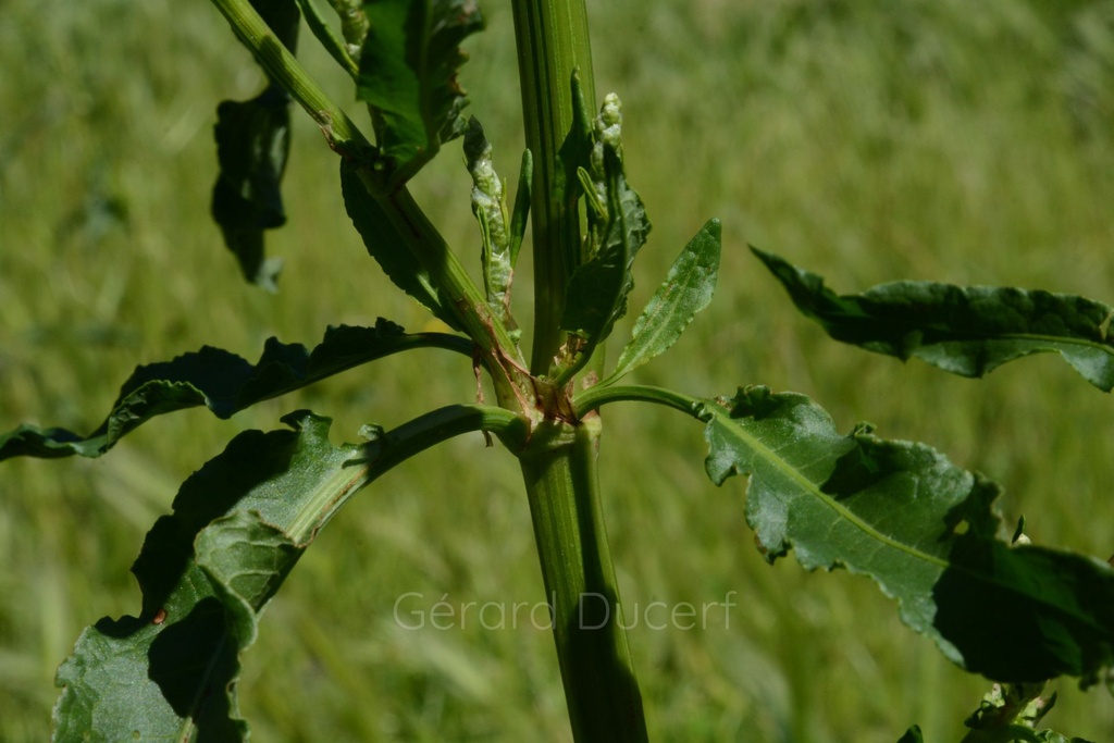 Oseille crépue - Phytotype - 2