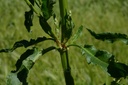 Oseille crépue - Phytotype - 2