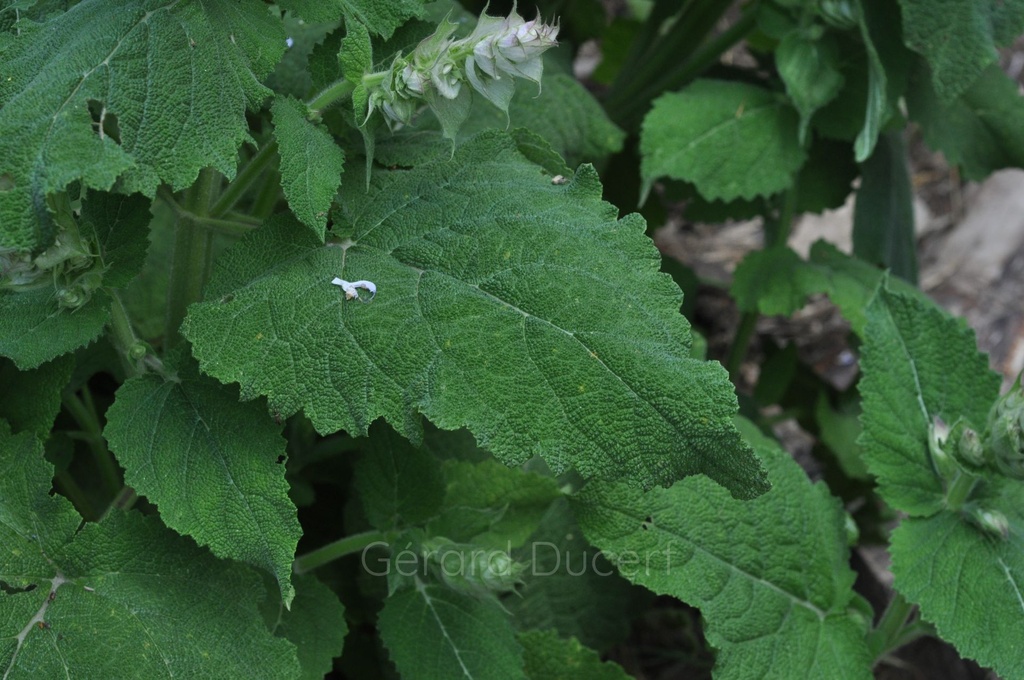 Sauge sclarée - Phytotype - 2
