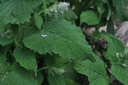Sauge sclarée - Phytotype - 2