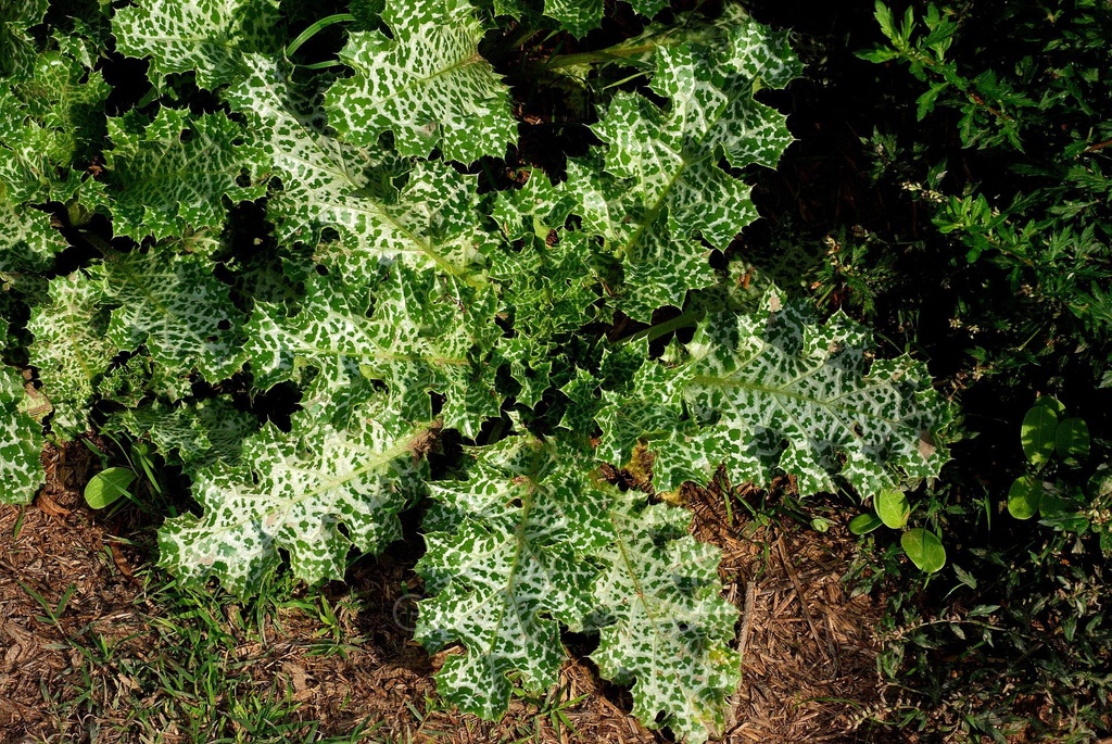 Chardon Marie - Phytotype - 2
