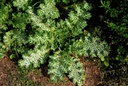 Chardon Marie - Phytotype - 2