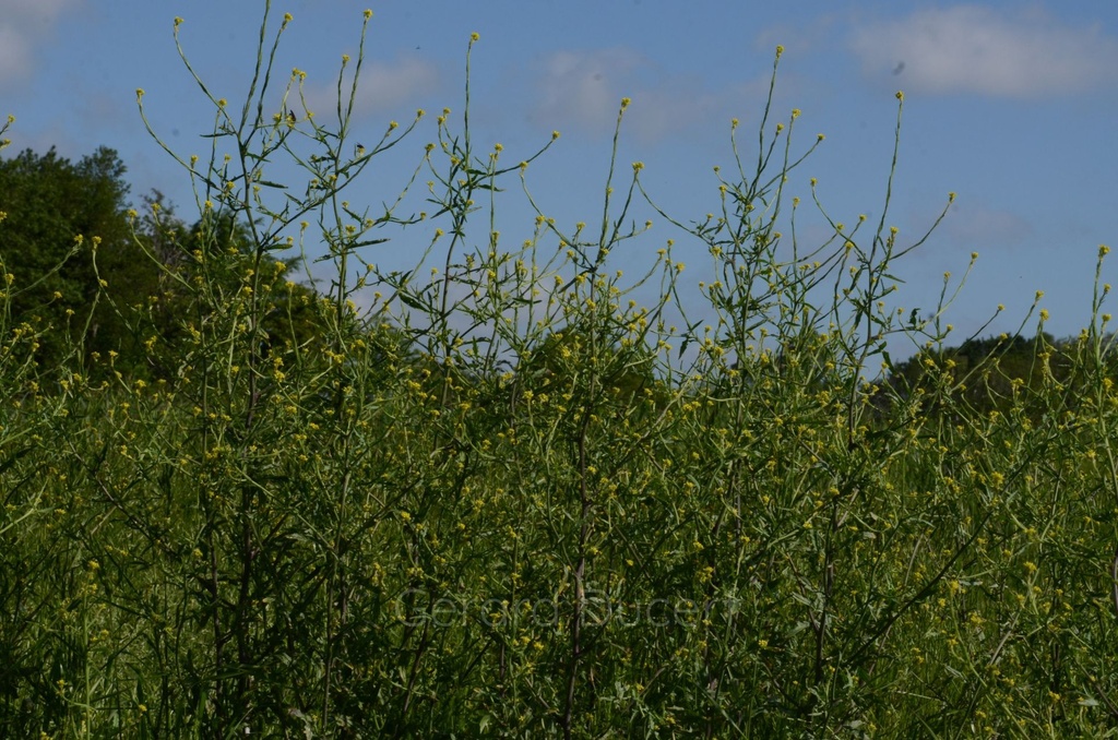 Herbe aux chantres - Phytotype - 2