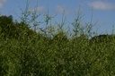 Herbe aux chantres - Phytotype - 2