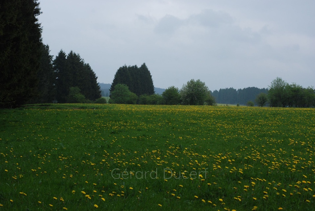Pissenlit  - Phytotype - 2
