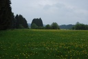 Pissenlit  - Phytotype - 2