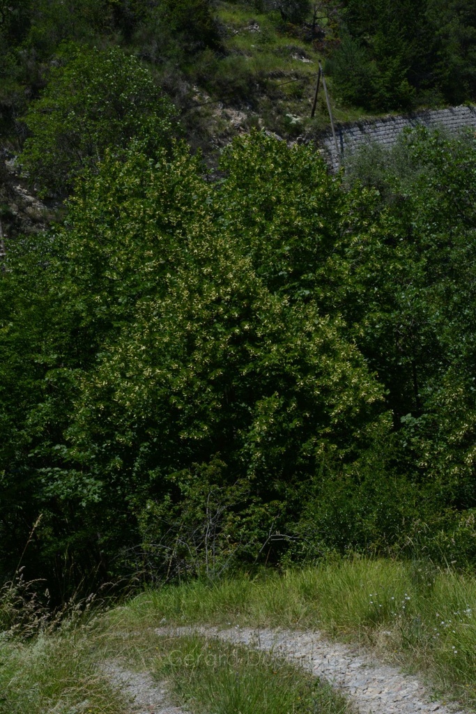 Tilleul fleur - Phytotype - 2