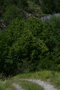 Tilleul fleur - Phytotype - 2