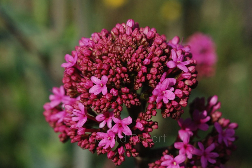 Centranthe rouge - Phytotype - 3