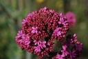 Centranthe rouge - Phytotype - 3