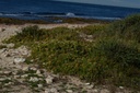 Crithme maritime - Phytotype - 3
