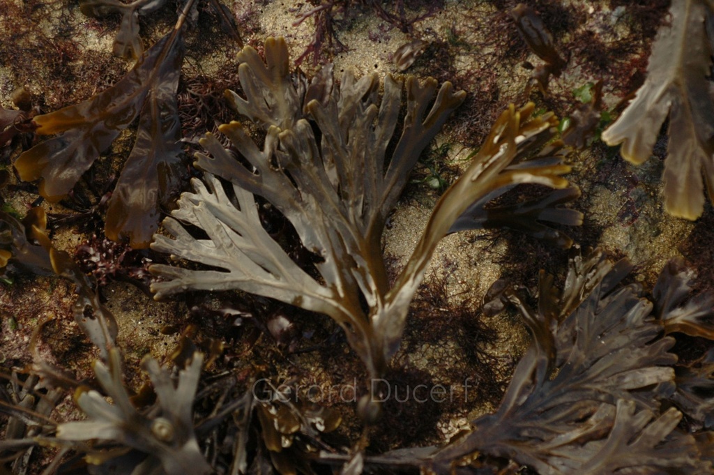 Fucus vésiculeux - Phytotype - 3
