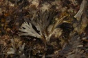 Fucus vésiculeux - Phytotype - 3