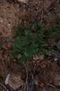 Fumeterre  - Phytotype - 3