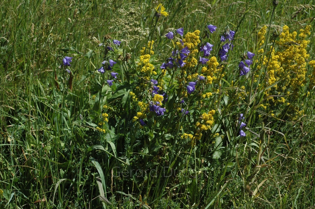 Caille-lait vrai - Phytotype - 3