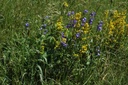 Caille-lait vrai - Phytotype - 3