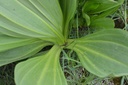 Gentiane  - Phytotype - 3