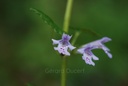 Lierre terrestre - Phytotype - 3