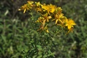 Millepertuis  - Phytotype - 3