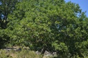 Noyer - Phytotype - 3