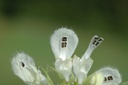 Lamier blanc - Phytotype - 3