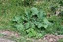 Grande  bardane - Phytotype - 3