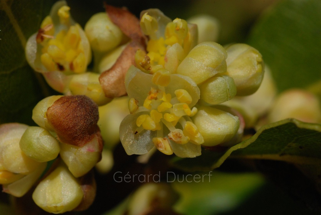 Laurier noble - Phytotype - 3