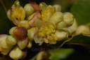 Laurier noble - Phytotype - 3