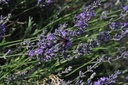 Lavande vraie - Phytotype - 3
