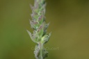 Salicaire  - Phytotype - 3