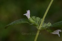 Mélisse  - Phytotype - 3