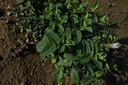 Menthe poivrée - Phytotype - 3