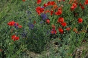 Coquelicot pétale - Phytotype - 3