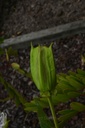 Passiflore  - Phytotype - 3