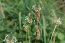 Plantain lanceolé - Phytotype - 3