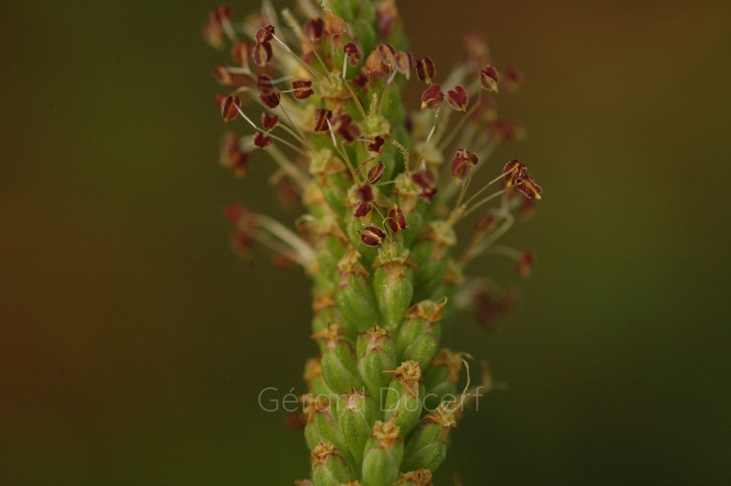 Grand plantain - Phytotype - 3