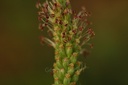 Grand plantain - Phytotype - 3
