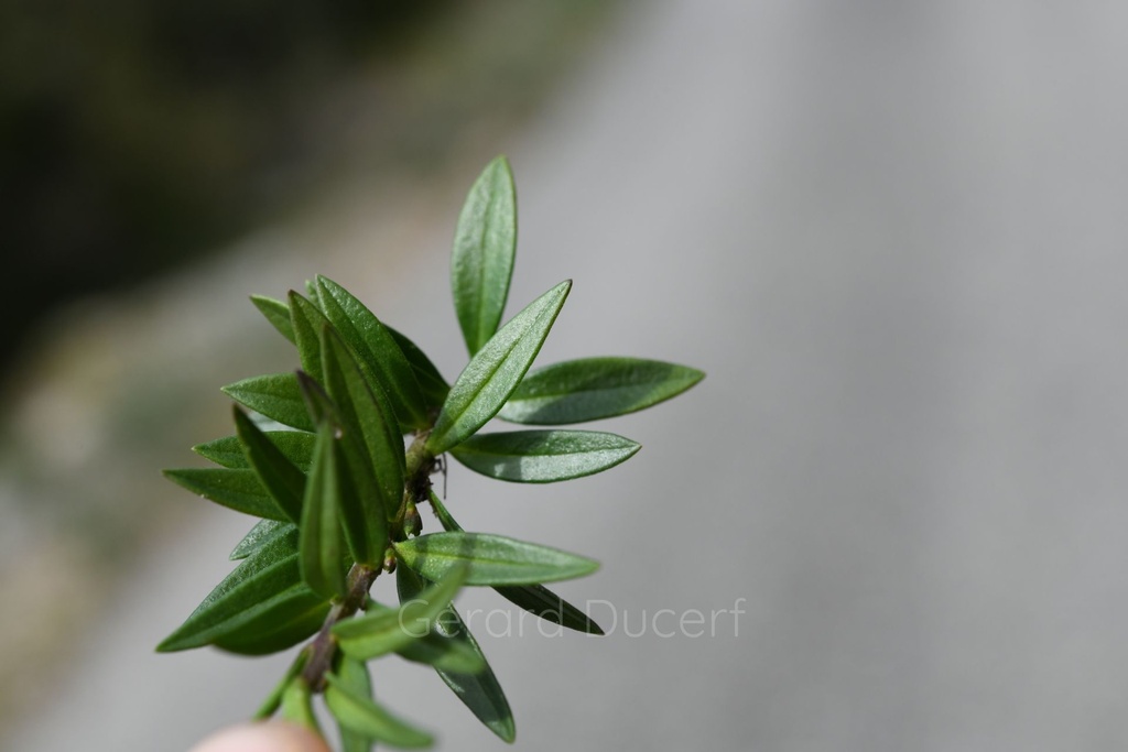 Polygala  - Phytotype - 3