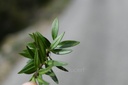 Polygala  - Phytotype - 3
