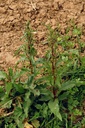 Oseille crépue - Phytotype - 3