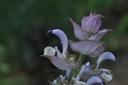 Sauge sclarée - Phytotype - 3