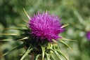 Chardon Marie - Phytotype - 3