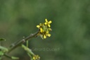 Herbe aux chantres - Phytotype - 3