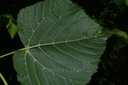 Tilleul fleur - Phytotype - 3