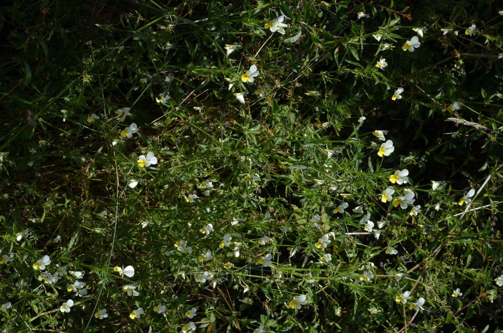 Pensée sauvage - Phytotype - 3