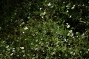 Pensée sauvage - Phytotype - 3