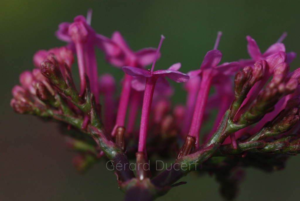Centranthe rouge - Phytotype - 4