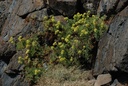 Crithme maritime - Phytotype - 4